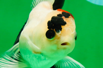 [SINGLE] Tricolor Oranda Male 4-4.5 inches #091925SO_09