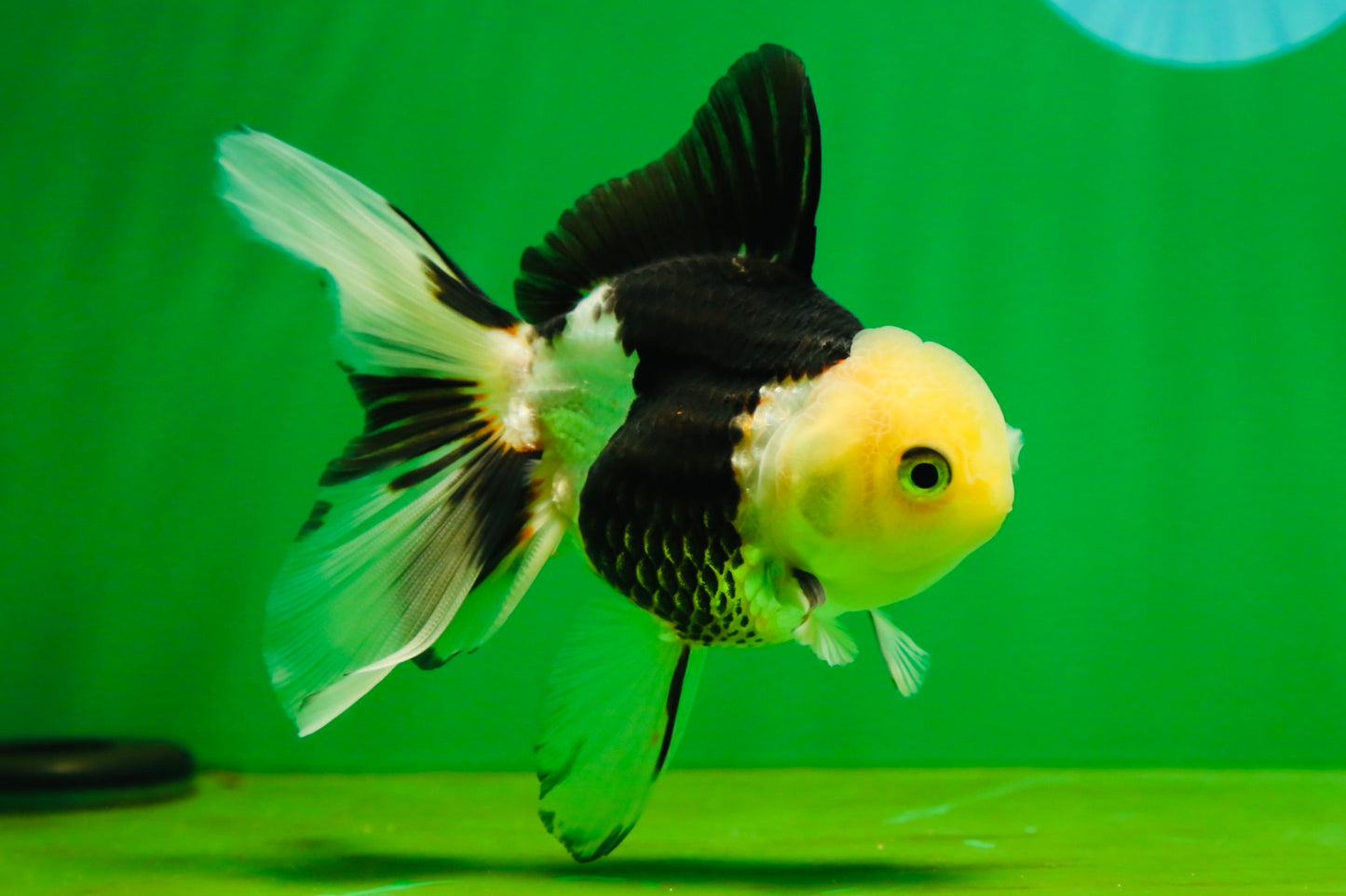 [SINGLE] Panda Oranda Female 4.5 inches #080825SO_04