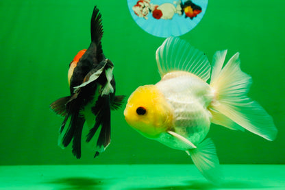 [COUPLE] Lemonhead Male & Tricolor  Female 4.5-5 inches #091925CO_04