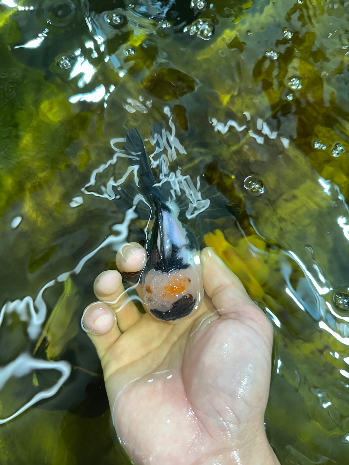 [SINGLE] Panda Oranda Male 4.5 inches #090525SO_04