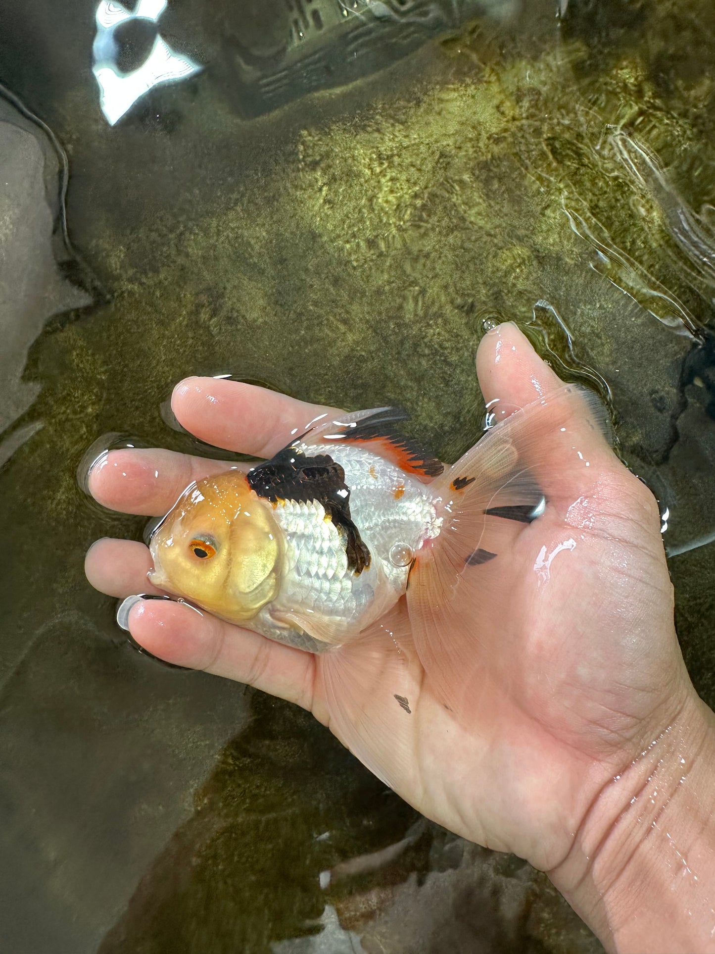 [SINGLE] Tricolor Oranda Male 4.5 inches #080825SO_13