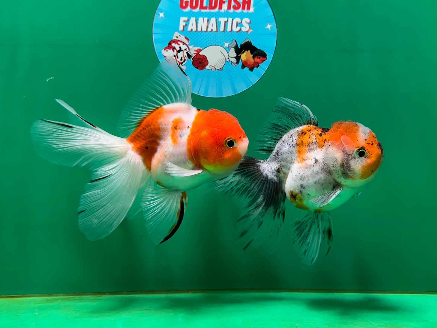 [COUPLE] Sakura Male & Calico Female Oranda 4-4.5 inches #052325CO_01