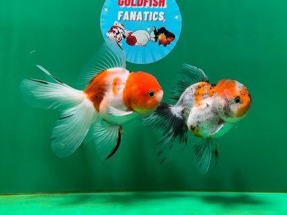 [COUPLE] Sakura Male & Calico Female Oranda 4-4.5 inches #052325CO_01