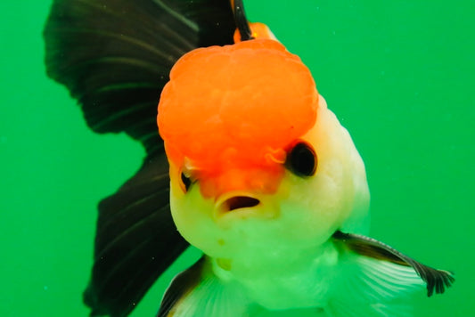 [SINGLE] Tricolor Button Eyes Oranda Male 4.5 inches #080825SO_12
