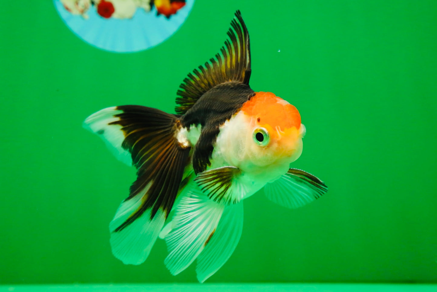 [COUPLE] Tricolor Male & Calico Female Oranda 4-4.5 inches #101025CO_07