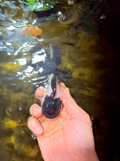 [SINGLE] Panda Oranda Male 4.5 inches #040326SO_08