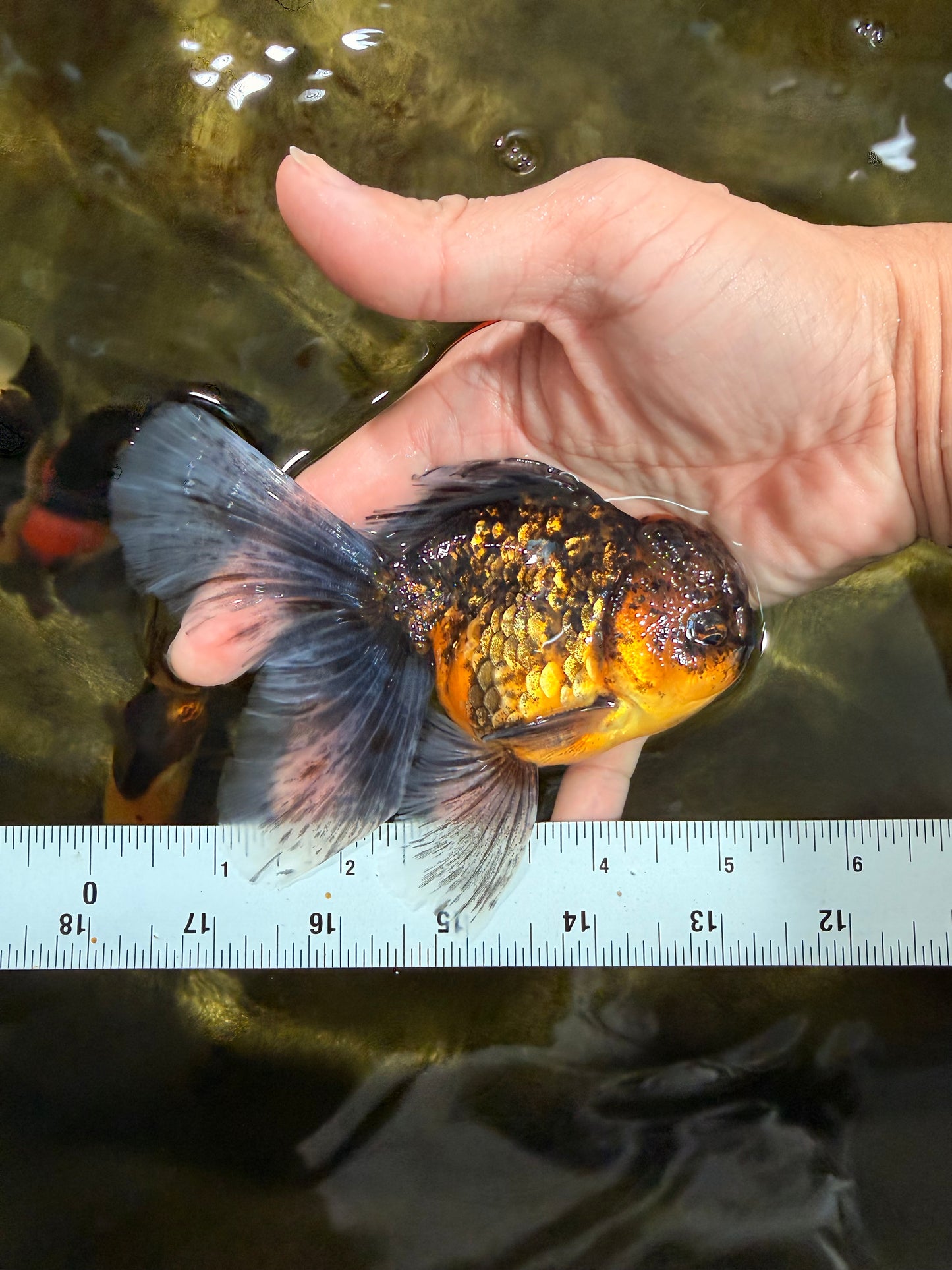 [SINGLE] Tiger Oranda Male 5 inches #103125SO_02