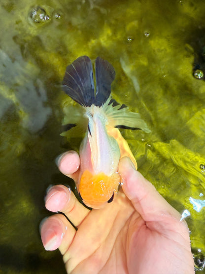 [SINGLE] Lemonhead Bottom Eyes Oranda Male 4.5 inches #022726SO_05