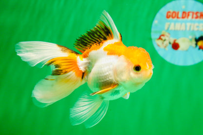 [COUPLE] Red White Male & Tricolor Female Oranda 4-4.5 inches #101025CO_08