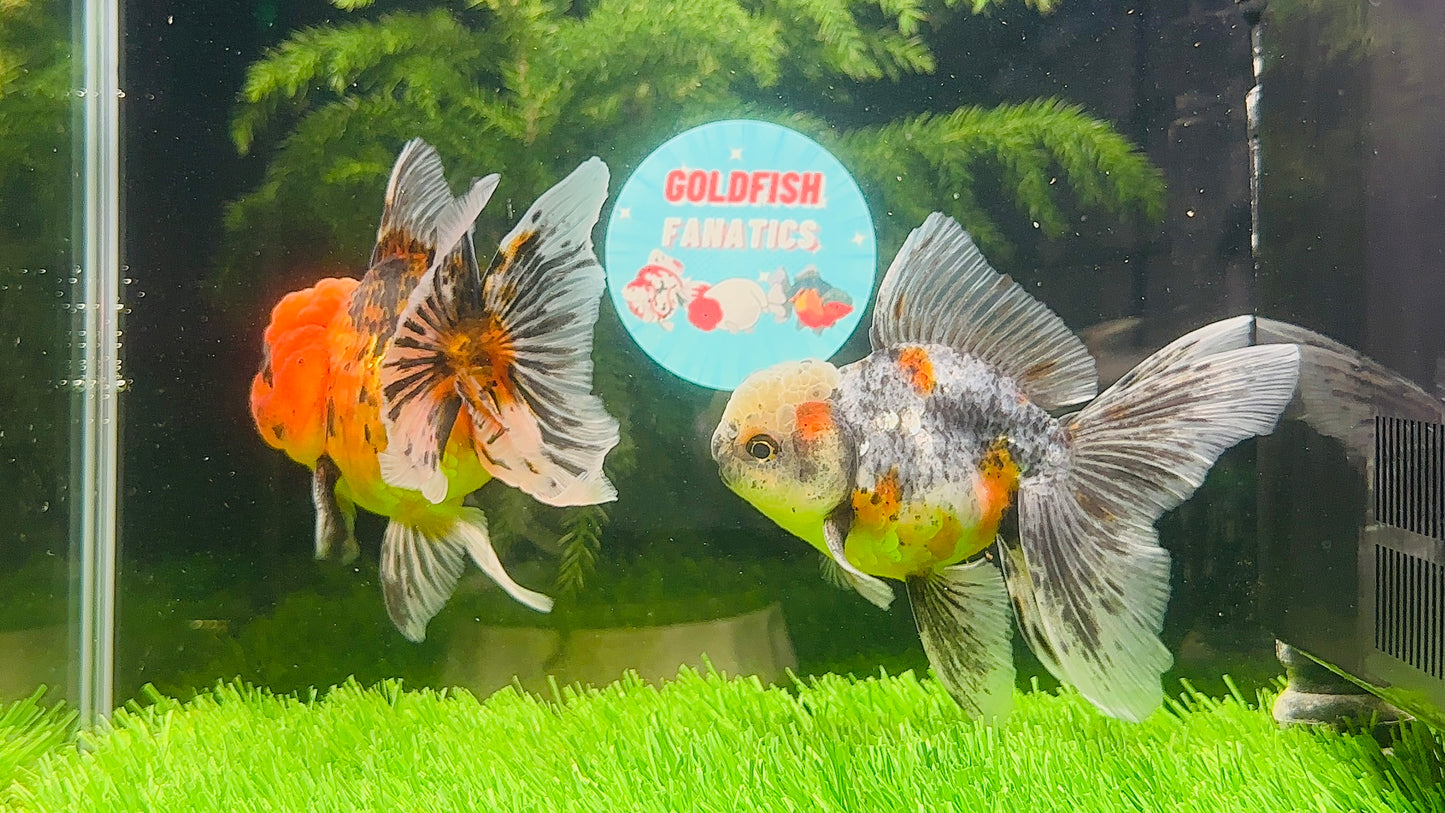 [COUPLE] Tiger & Kirin Oranda size 4-4.5 inches #111524CO_11