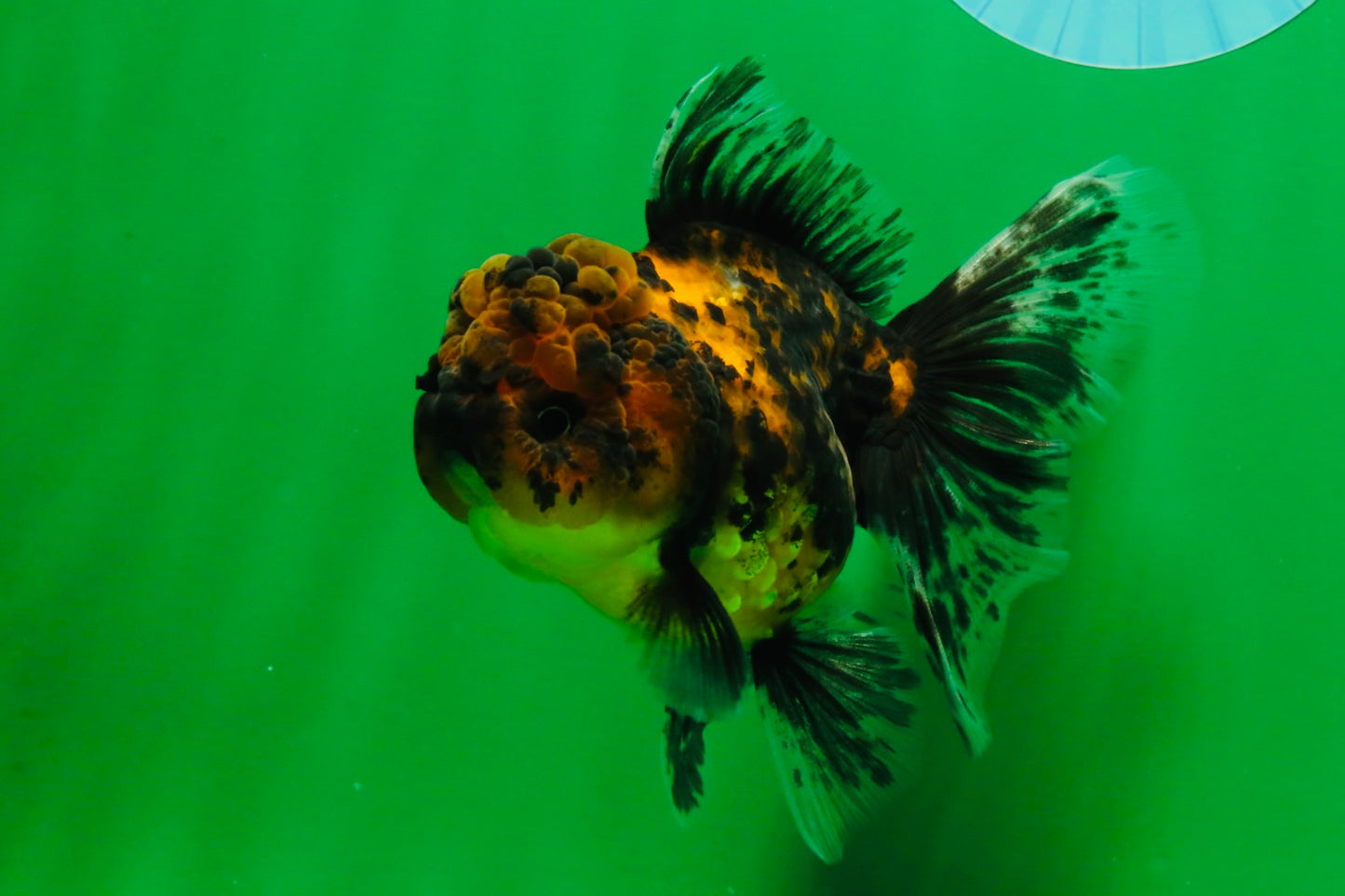 [SINGLE] Tiger Male Oranda 4.5 inches #101025SO_12