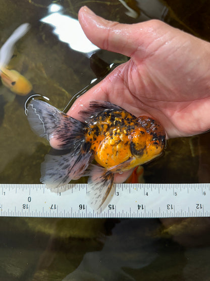 [SINGLE] Tiger Oranda Male 4.5 inches #081525SO_01