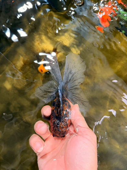 [SINGLE] Tiger Oranda Male 5 inches #103125SO_02