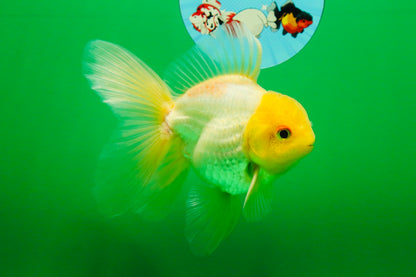 [SINGLE] Lemonhead Oranda Male 5 inches #082225SO_05