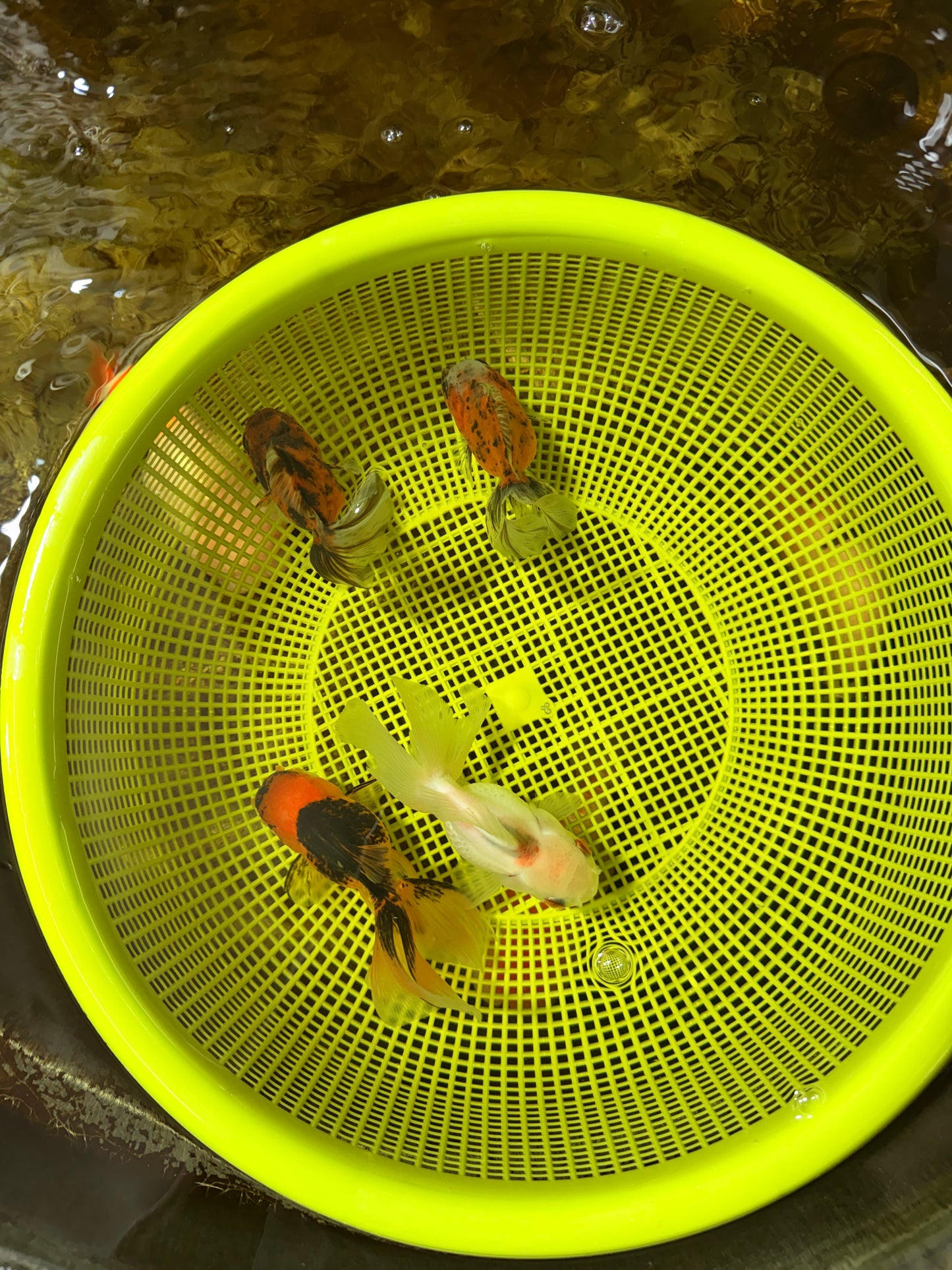 [QUAD] Mixed Color Oranda 3.5-4.5 inches #121925QO_04