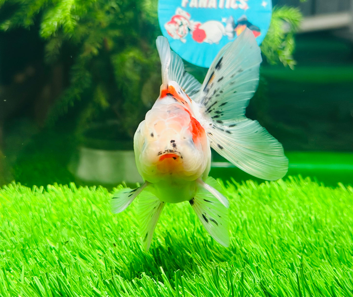 [SINGLE] Calico Oranda Male size 4 inches #112224SO_02