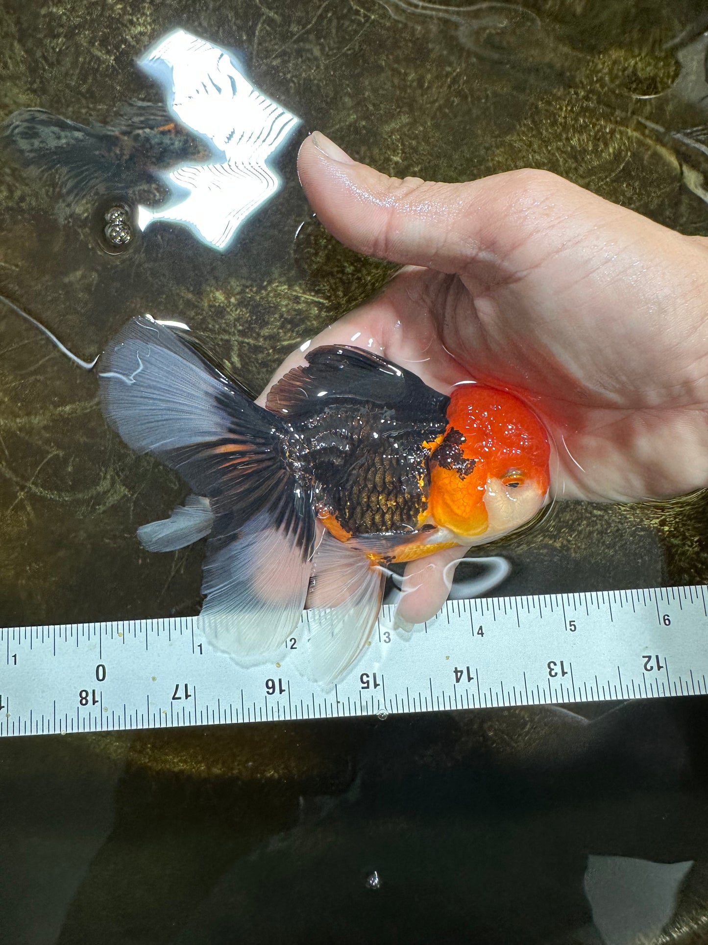[SINGLE] Tricolor Oranda Male 4.5-5 inches #082225SO_02