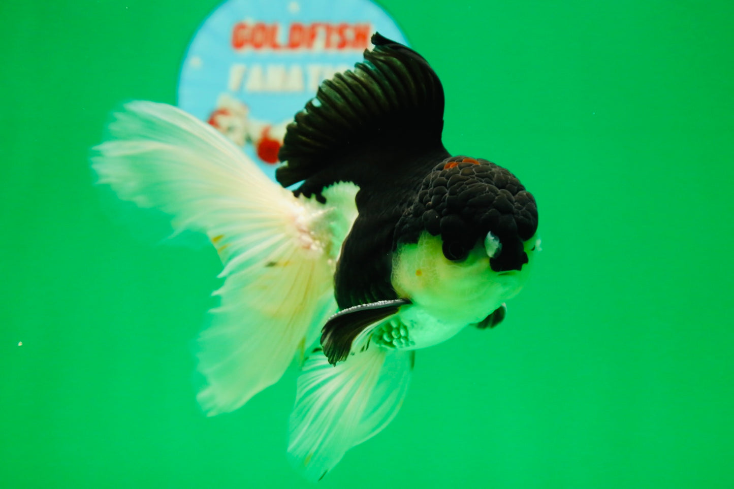 [SINGLE] Panda Oranda Male 5 inches #090525SO_05