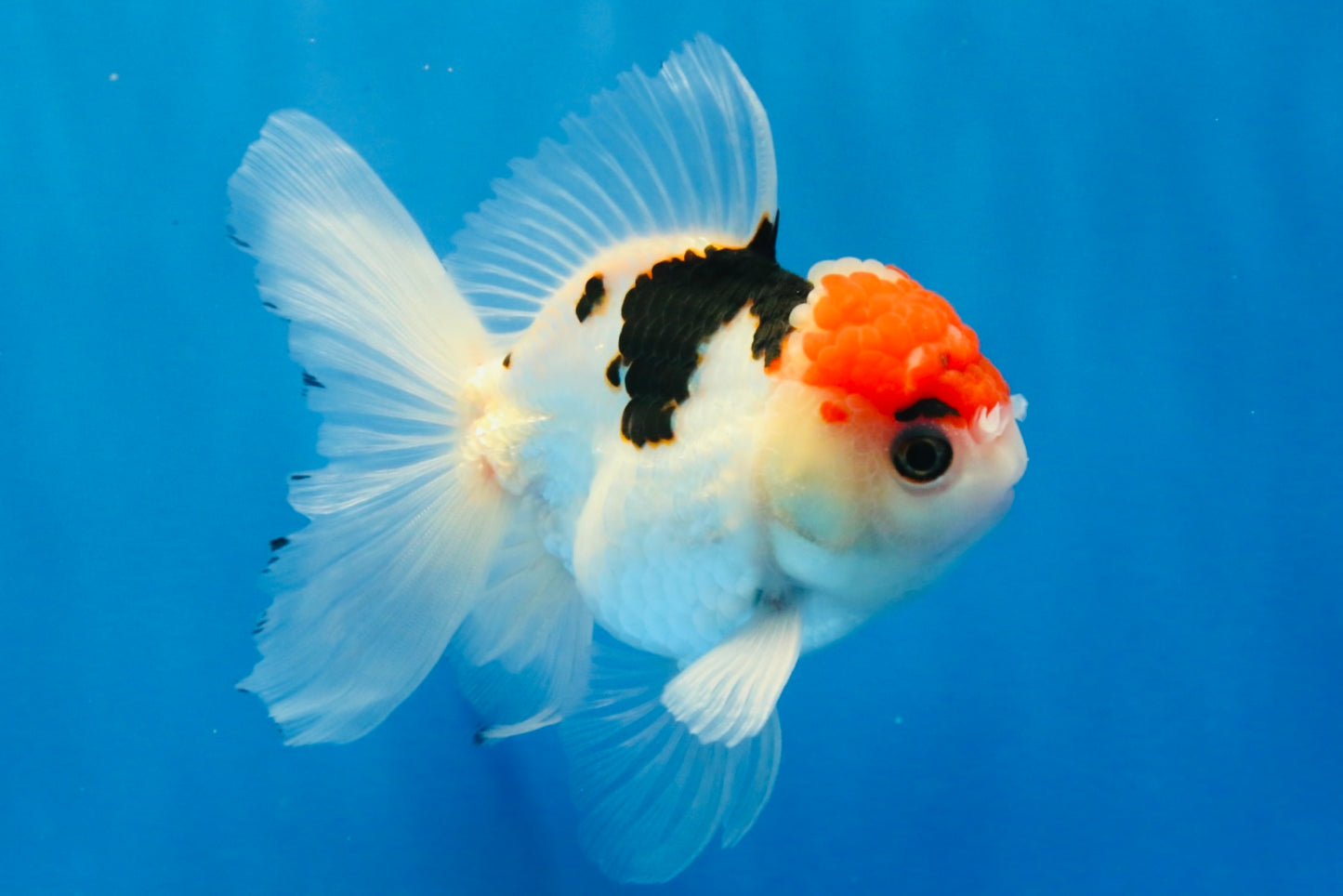 [SINGLE] Tricolor Oranda Male 4.5 inches #022726SO_02