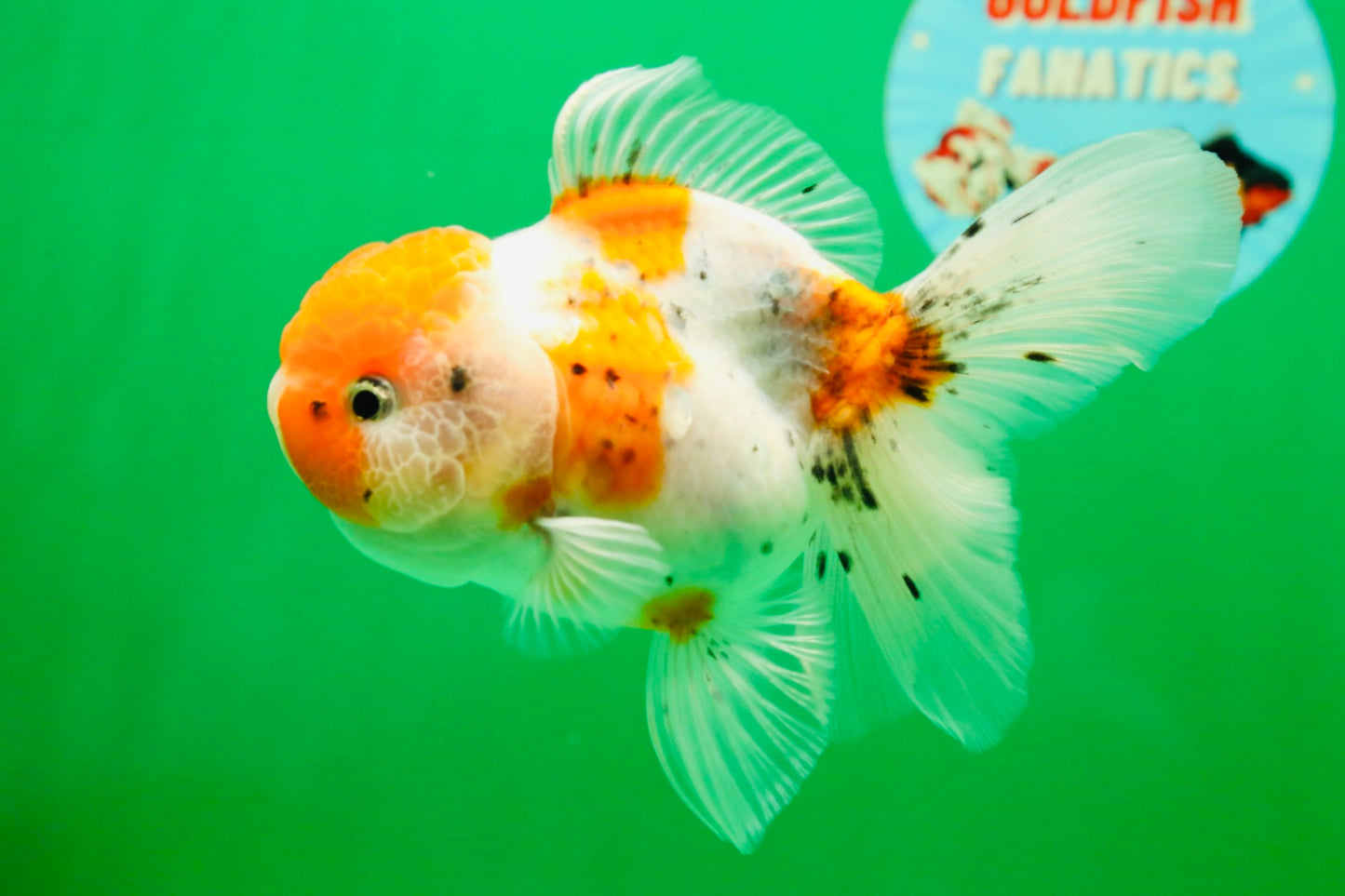[SINGLE] Sakura Oranda Female 4.5-5 inches #041825SO_07