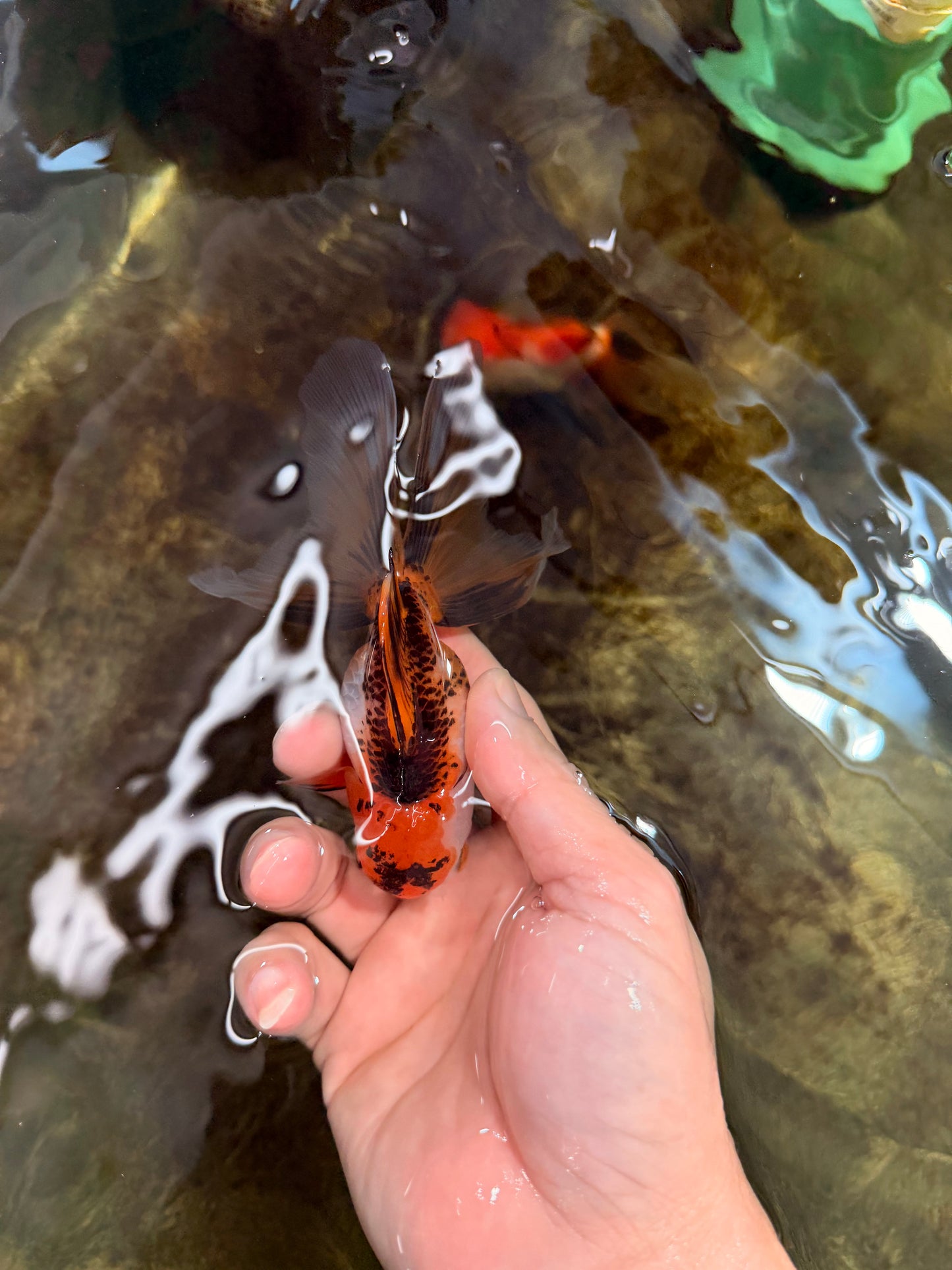 [SINGLE] Tricolor Oranda Female 4.5-5 inches #112125SO_06