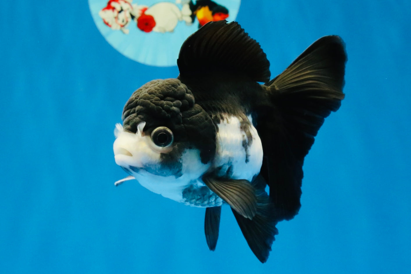 [SINGLE] Panda Oranda Female 4.5 inches #041026SO_02