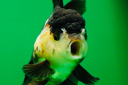 [SINGLE] Panda Oranda Female 4.5 inches #082225SO_12