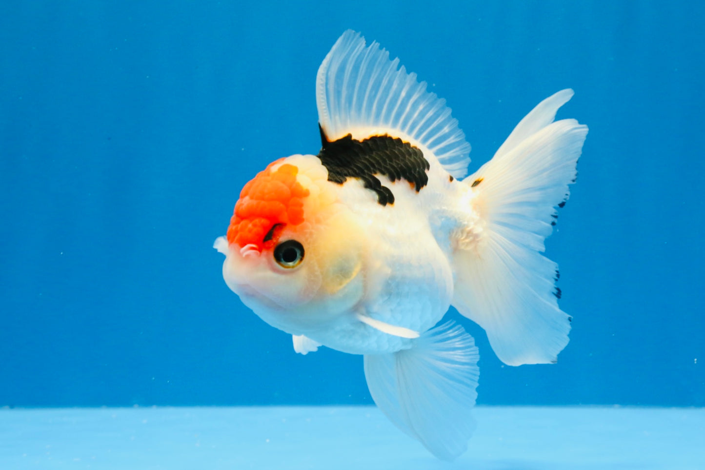 [SINGLE] Tricolor Oranda Male 4.5 inches #022726SO_02