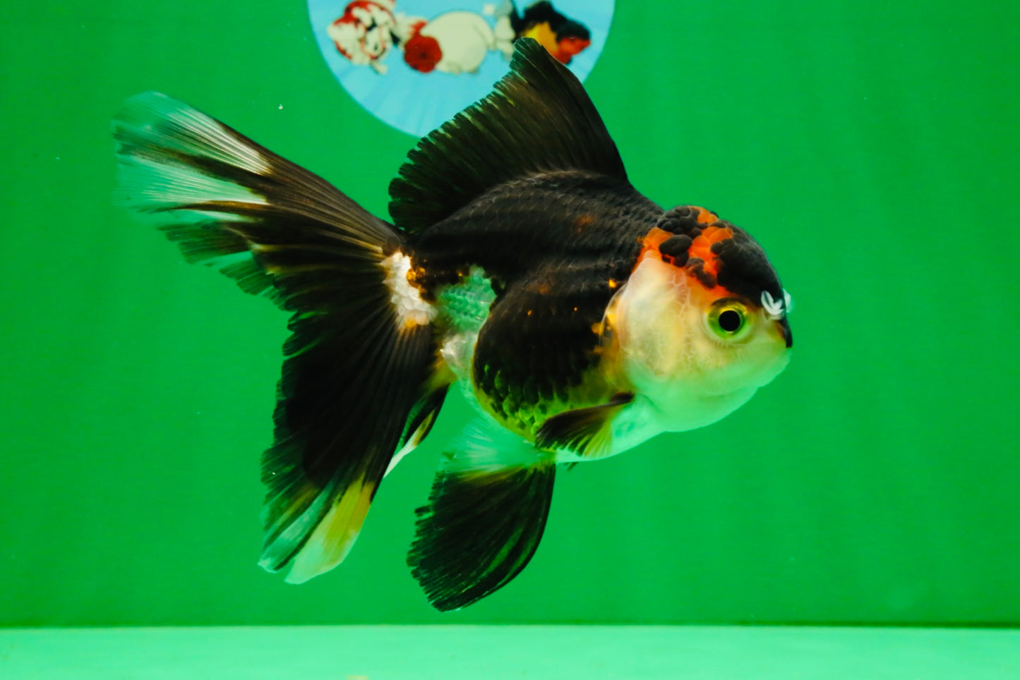[SINGLE] Tricolor Oranda Female 5 inches #111425SO_05
