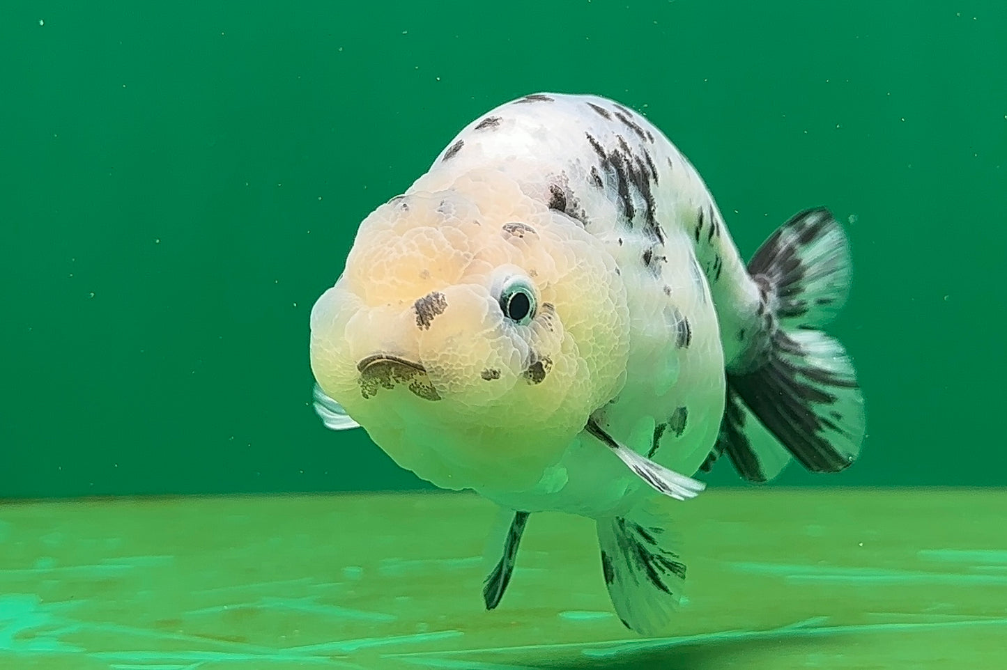[SINGLE] Pepper Lionchu Female 4.5 inches #062725SL_03