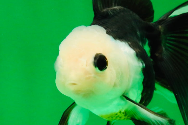 [SINGLE] Panda Button Eyes Oranda Female 4-4.5 inches #111425SO_07