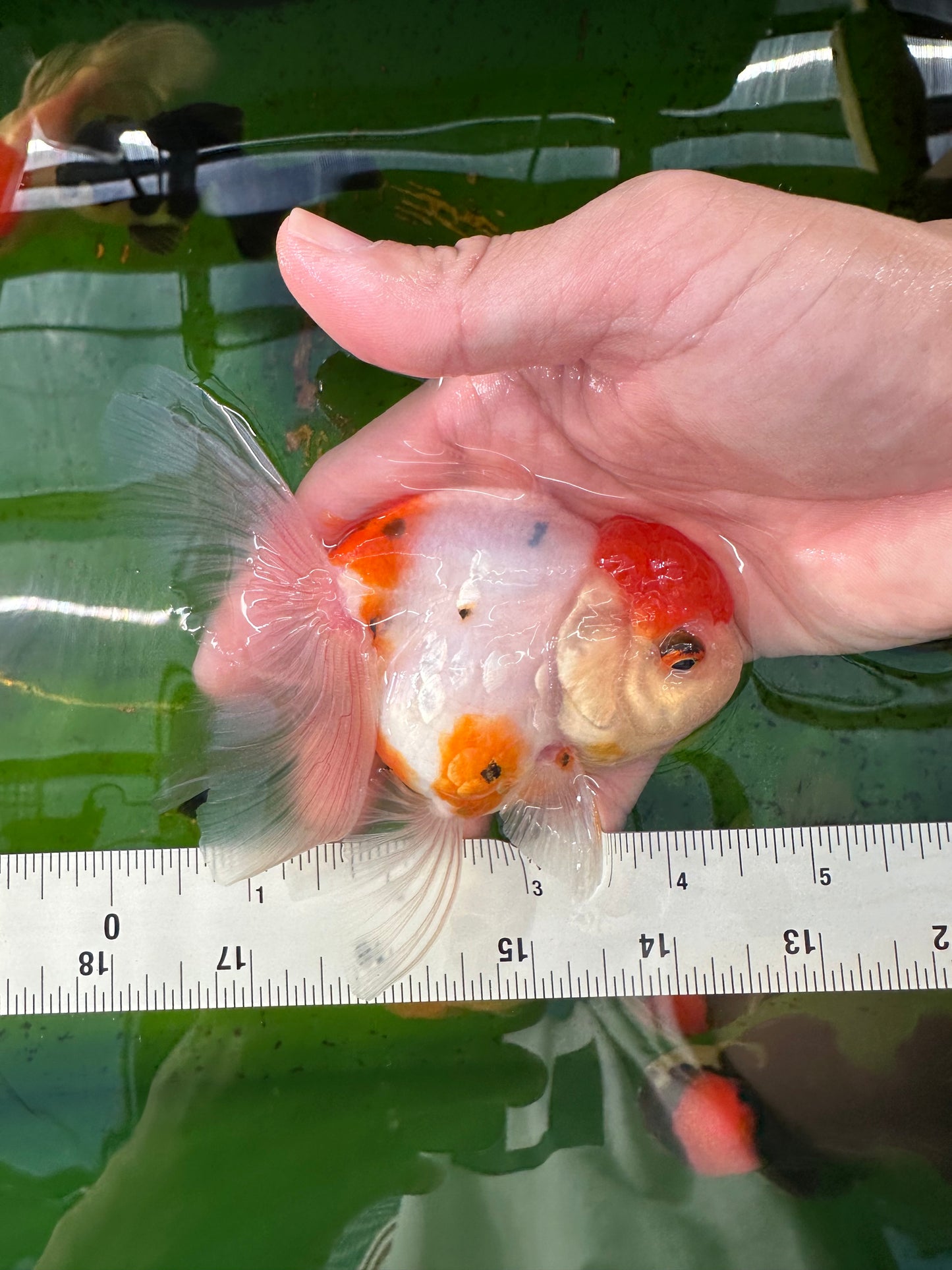 [COUPLE] Panda Button Eyes & Sakura Oranda size 4-4.5 inches #111524CO_06