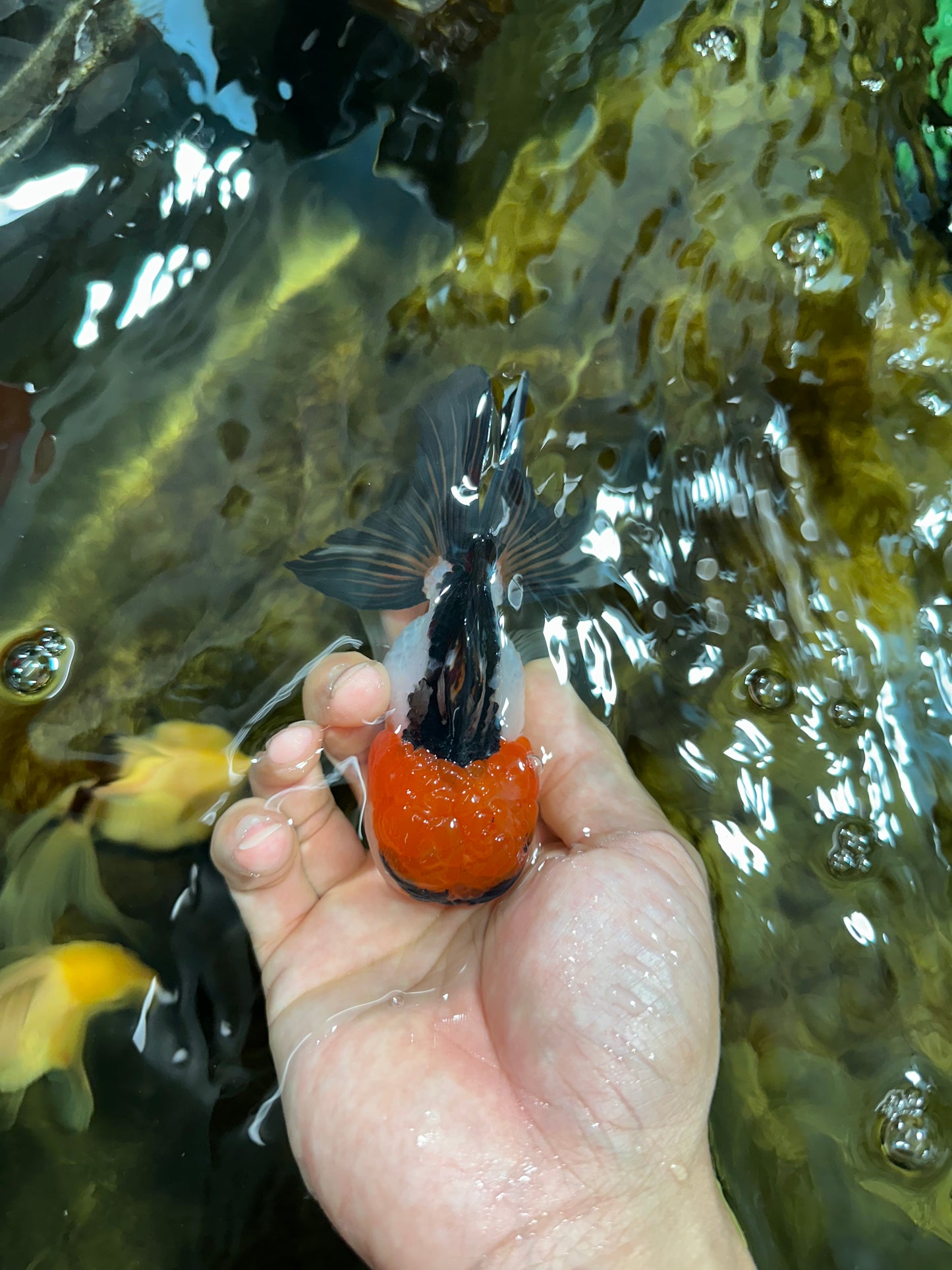 [SINGLE] Tricolor Oranda Male 4-4.5 inches #091925SO_07