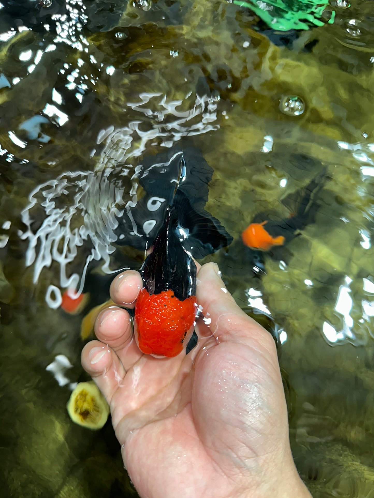 [COUPLE] Tricolor Male & Red White Female Oranda 4.5 inches #101025CO_05