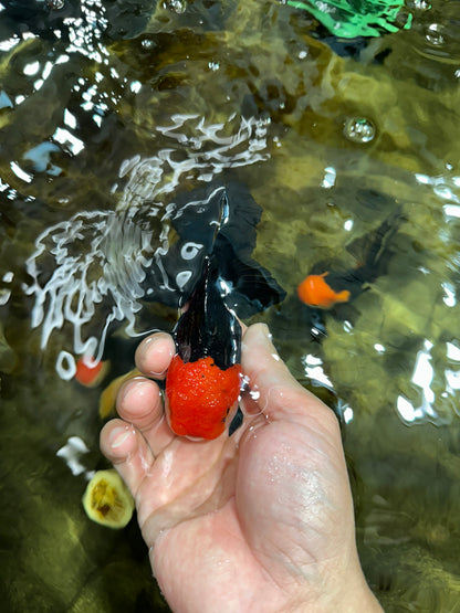 [COUPLE] Tricolor Male & Red White Female Oranda 4.5 inches #101025CO_05