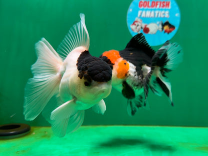 [COUPLE] Button Eyes Tricolor Female & Panda  Male Oranda 4.5 inches #052325CO_08