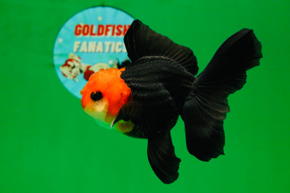 [COUPLE] Tricolor Male & Red White Female Oranda 4.5 inches #101025CO_05