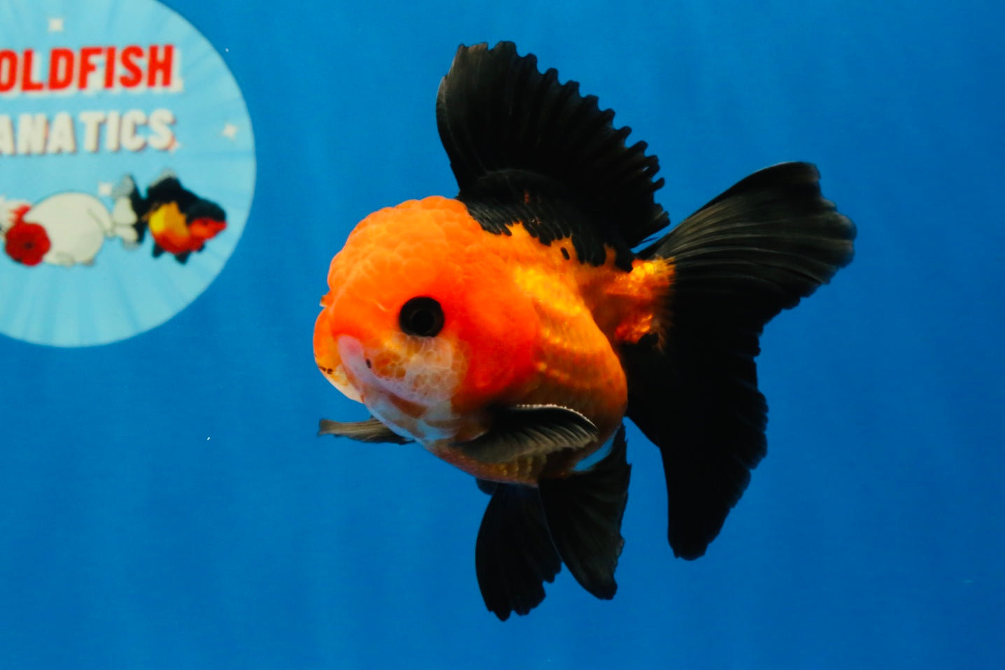 [SINGLE] Apache Oranda Male 4 inches #022726SO_08