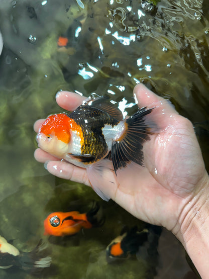 [SINGLE] Tricolor Oranda Male 4.5-5 inches #080125SO_16