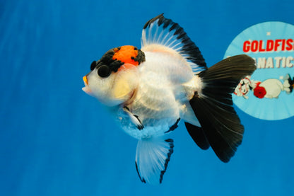 [SINGLE] Tricolor Oranda Female 4-4.5 inches #041026SO_05