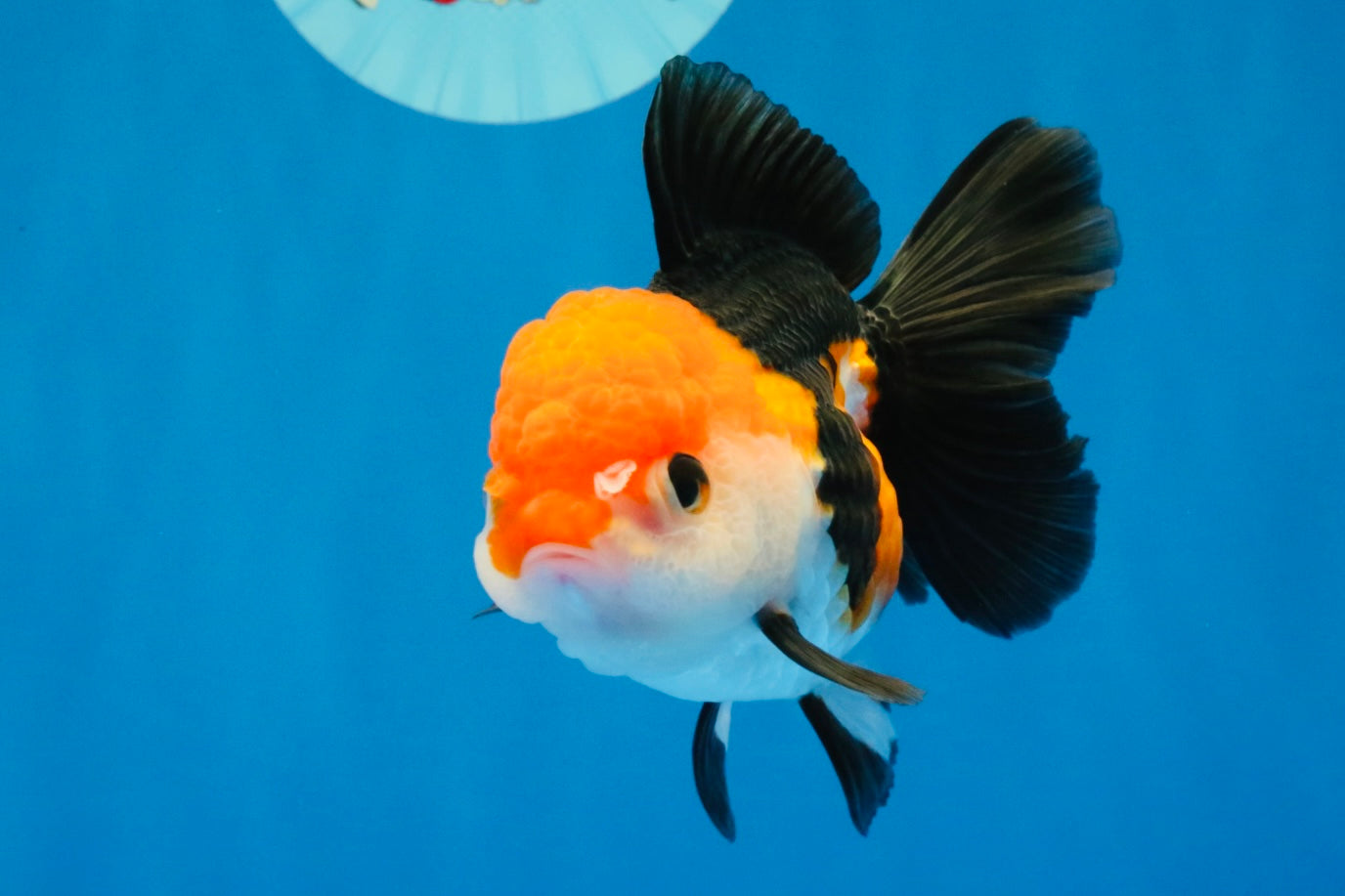 [SINGLE] Tricolor Oranda Female 4-4.5 inches #030626SO_09
