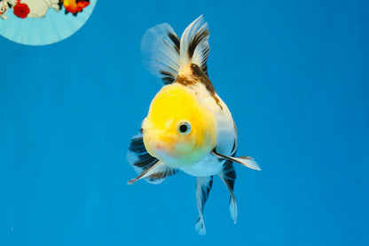 [SINGLE] Tricolor Oranda Male 4.5 inches #041726SO_02