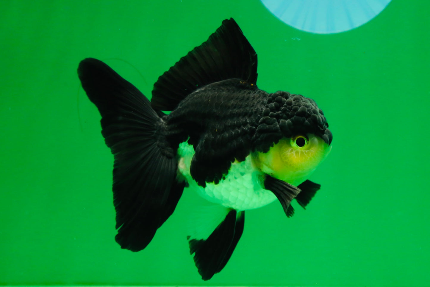 [SINGLE] Panda Oranda Male 4.5 inches #082225SO_08