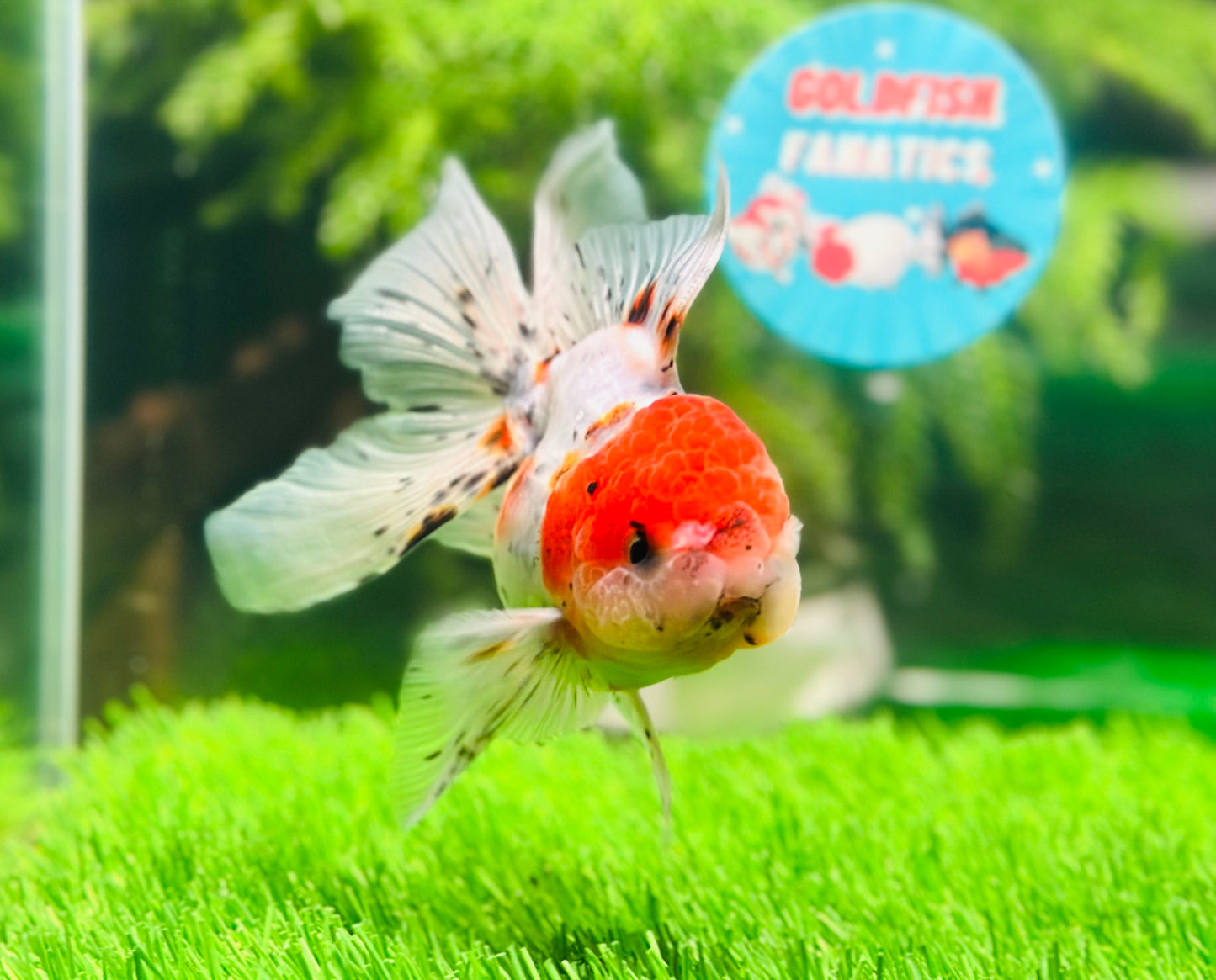 [SINGLE] Marble Red Head Oranda Male size 4.5 inches #112224SO_05