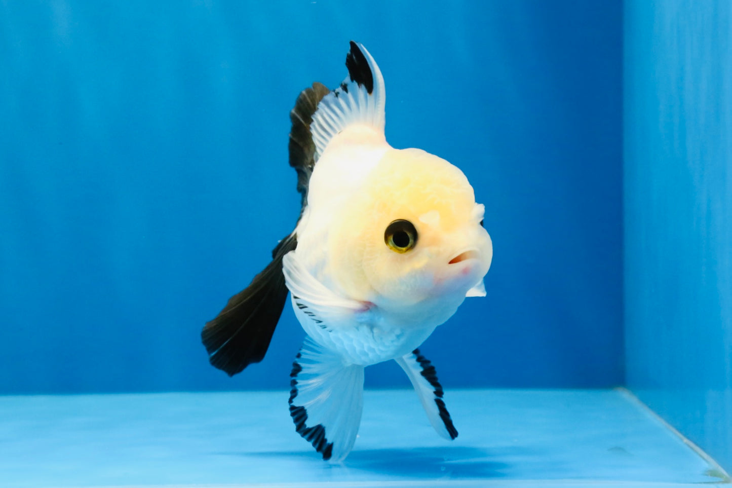 [SINGLE] Panda Oranda Male 4 inches #041026SO_08