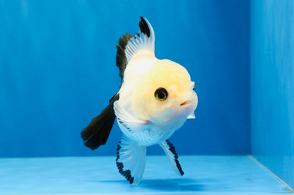 [SINGLE] Panda Oranda Male 4 inches #041026SO_08