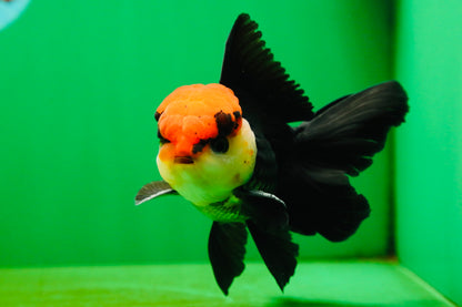 [SINGLE] Tricolor Oranda Male 4-4.5 inches #080825SO_14