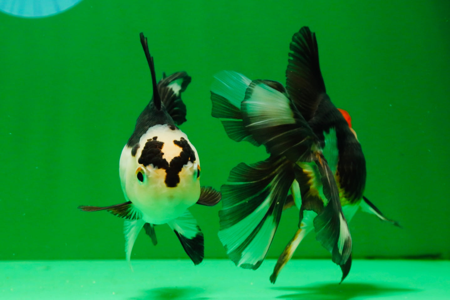 [COUPLE] Tricolor Male & Panda Female Oranda 4.5 inches #101025CO_02