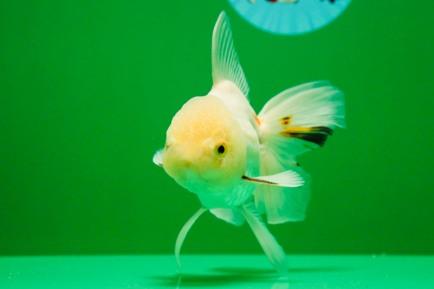 [SINGLE] White Oranda Male 5 inches #011725SO_01