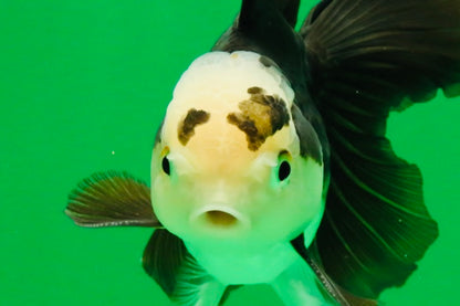 [SINGLE] Panda Oranda Male 5 inches #112125SO_03
